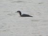 Great Northern Diver at Southend Pier (Steve Arlow) (27010 bytes)
